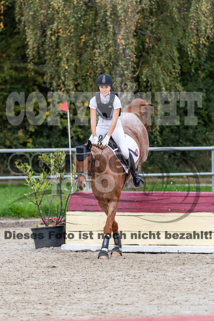 Goldene Schärpe 2020 - Pferde