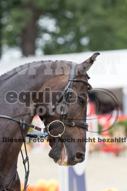 FEI European Championship