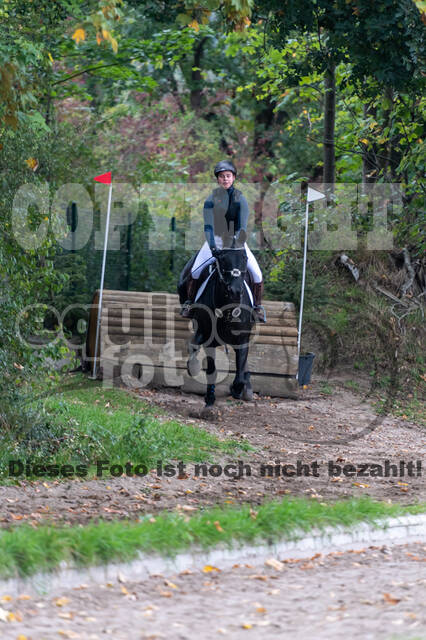 Goldene Schärpe 2020 - Pferde