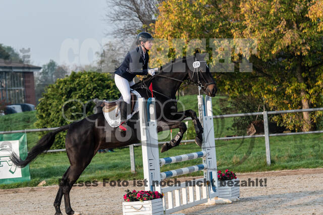 Goldene Schärpe 2020 - Pferde