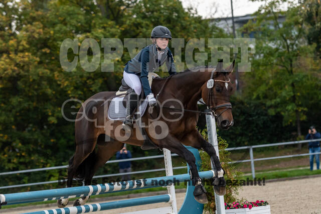 Goldene Schärpe 2020 - Pferde