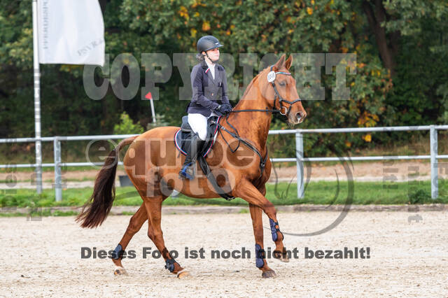 Goldene Schärpe 2020 - Pferde