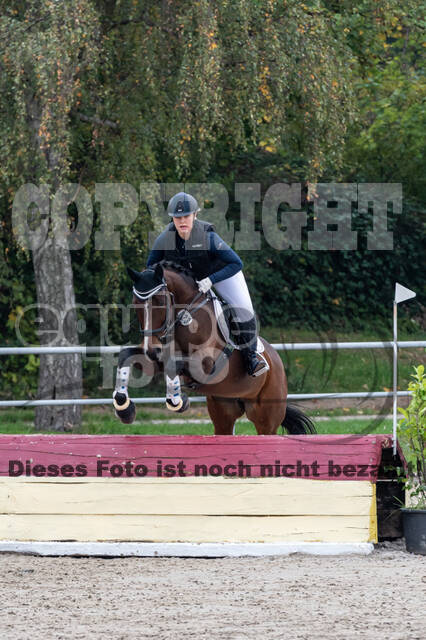 Goldene Schärpe 2020 - Pferde