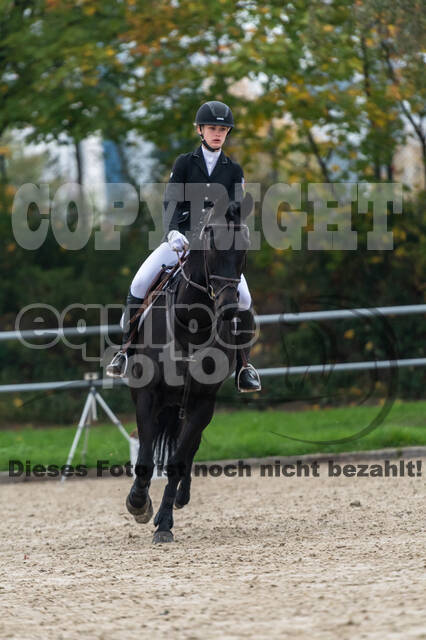 Goldene Schärpe 2020 - Pferde