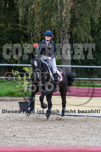 Goldene Schärpe 2020 - Pferde