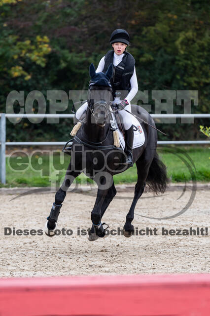 Goldene Schärpe 2020 - Pferde