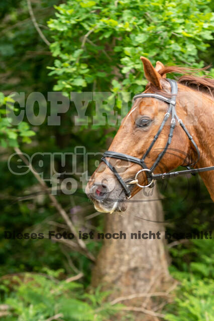 Westerstede Horse Trials 2021