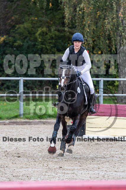 Goldene Schärpe 2020 - Pferde