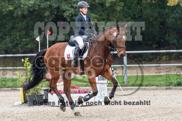 Goldene Schärpe 2020 - Pferde