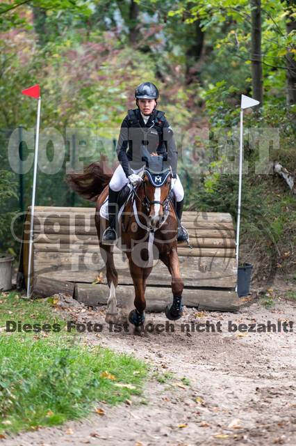 Goldene Schärpe 2020 - Pferde