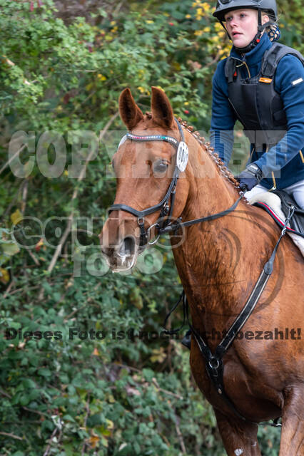 Goldene Schärpe 2020 - Pferde