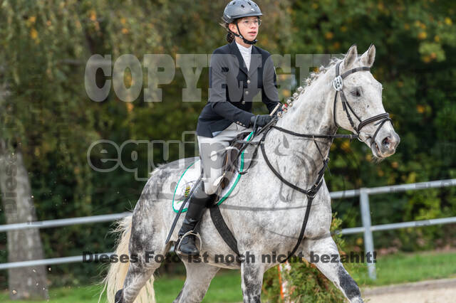 Goldene Schärpe 2020 - Pferde