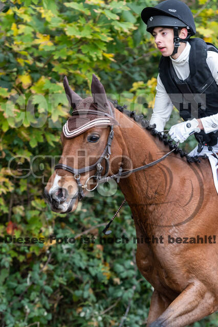 Goldene Schärpe 2020 - Pferde