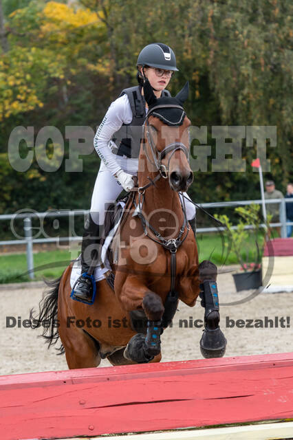 Goldene Schärpe 2020 - Pferde