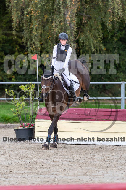 Goldene Schärpe 2020 - Pferde