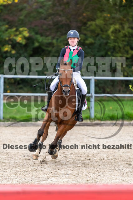 Goldene Schärpe 2020 - Pferde