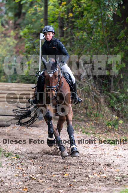 Goldene Schärpe 2020 - Pferde