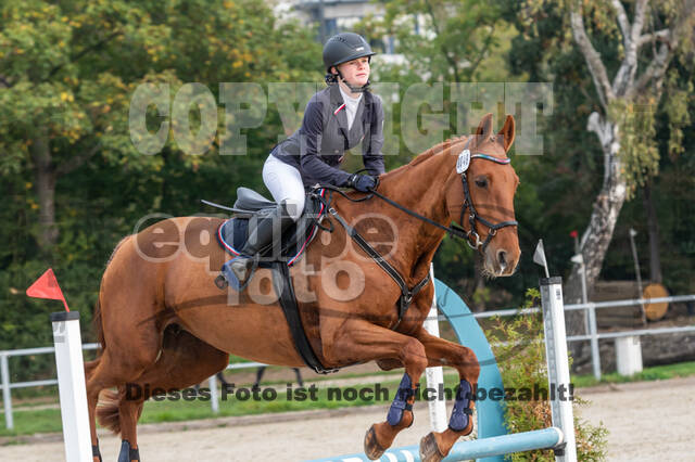 Goldene Schärpe 2020 - Pferde