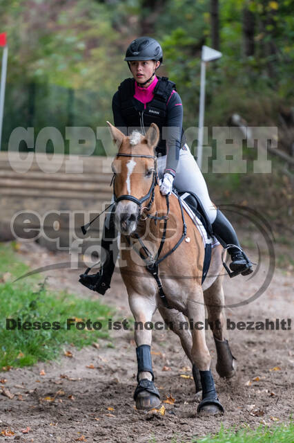 Goldene Schärpe 2020 - Pferde