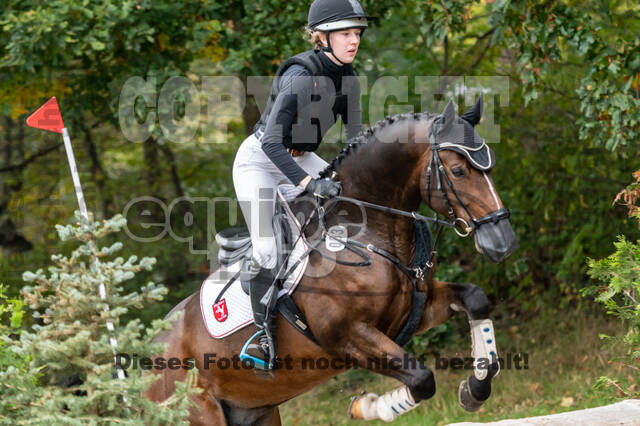 Goldene Schärpe 2020 - Pferde