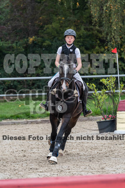 Goldene Schärpe 2020 - Pferde