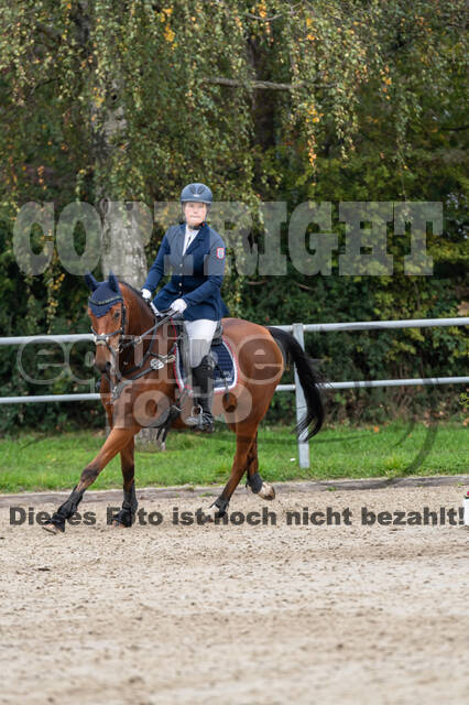 Goldene Schärpe 2020 - Pferde