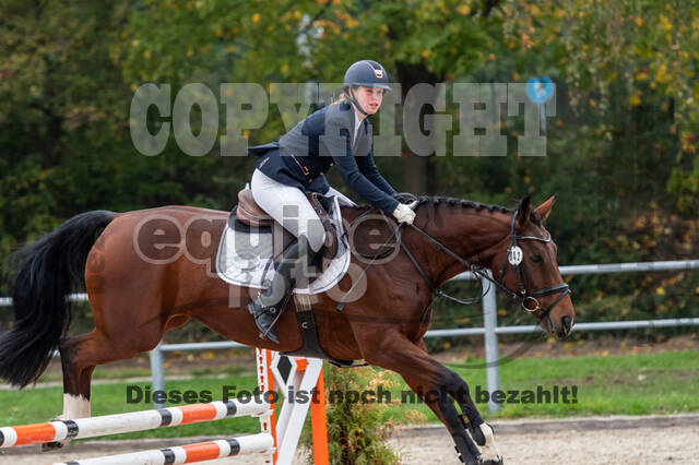 Goldene Schärpe 2020 - Pferde