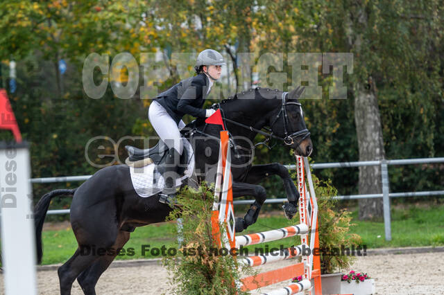 Goldene Schärpe 2020 - Pferde