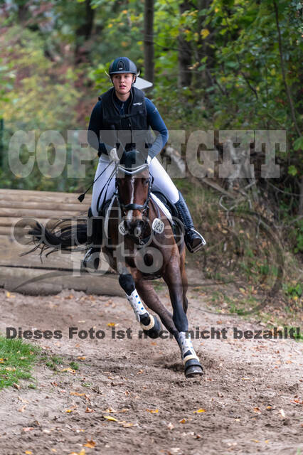 Goldene Schärpe 2020 - Pferde