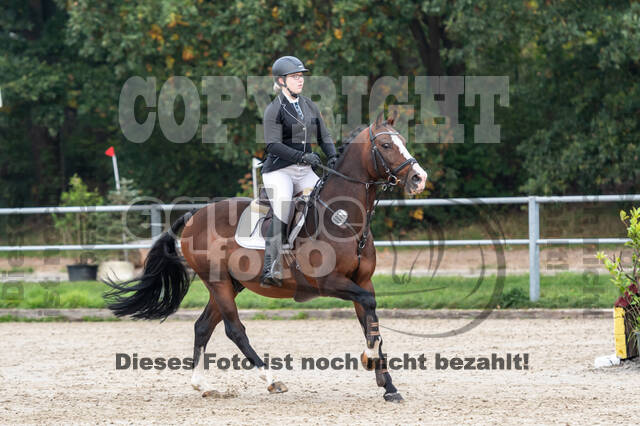 Goldene Schärpe 2020 - Pferde