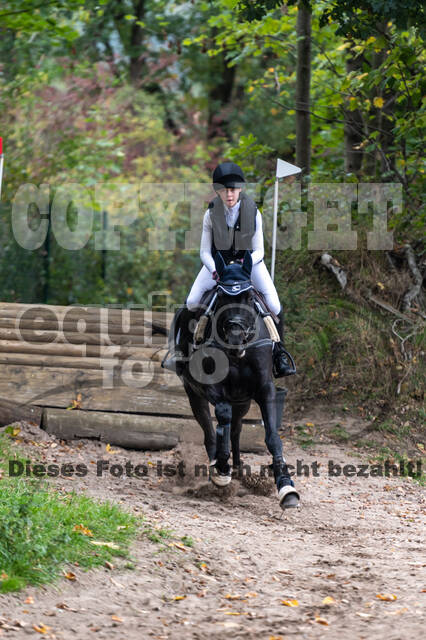 Goldene Schärpe 2020 - Pferde