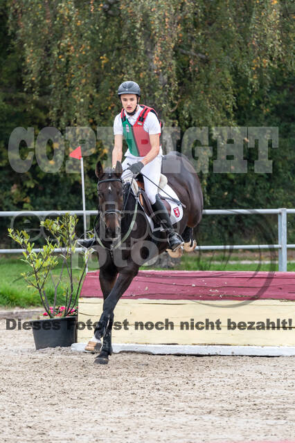 Goldene Schärpe 2020 - Pferde