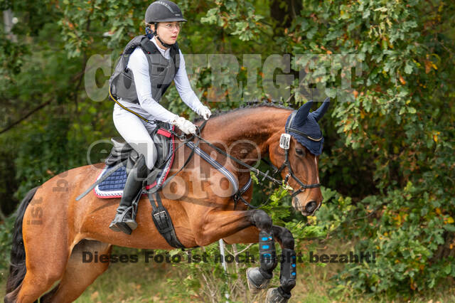 Goldene Schärpe 2020 - Pferde