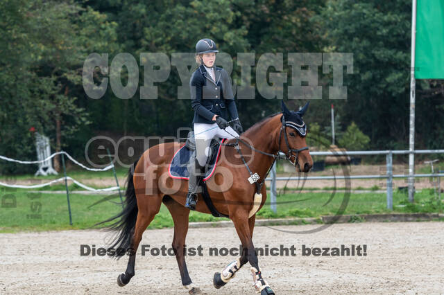 Goldene Schärpe 2020 - Pferde