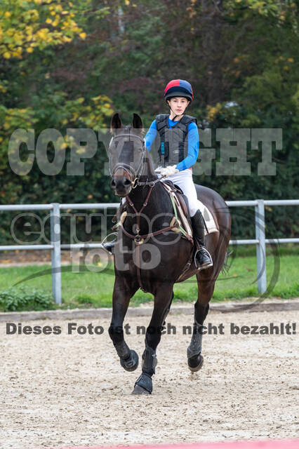 Goldene Schärpe 2020 - Pferde