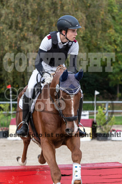 Goldene Schärpe 2020 - Pferde