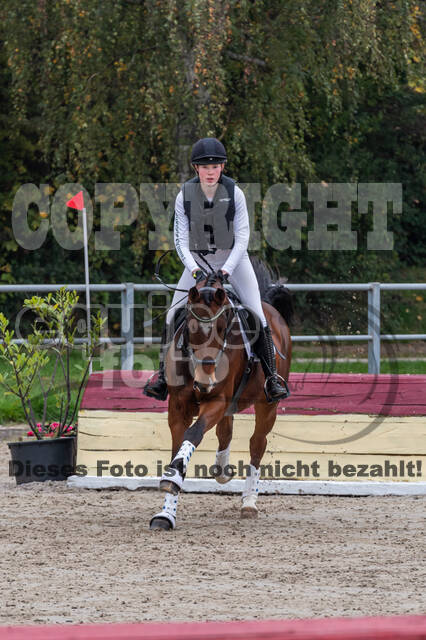 Goldene Schärpe 2020 - Pferde