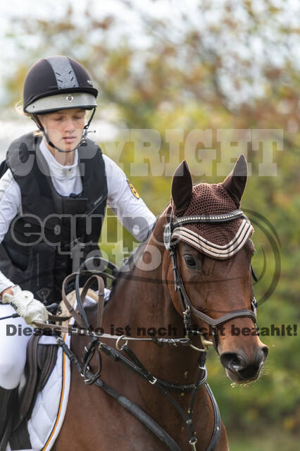 Goldene Schärpe 2020 - Pferde