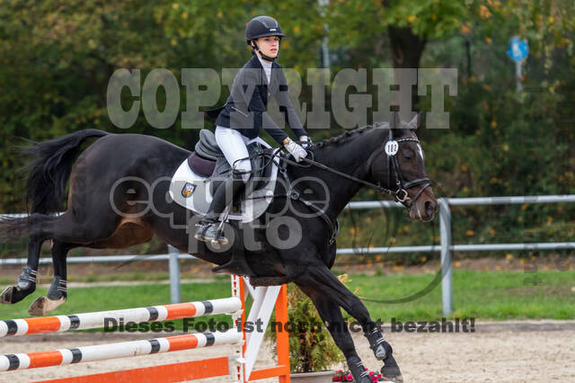 Goldene Schärpe 2020 - Pferde