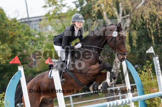 Goldene Schärpe 2020 - Pferde