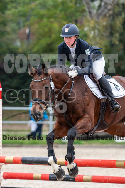 Goldene Schärpe 2020 - Pferde