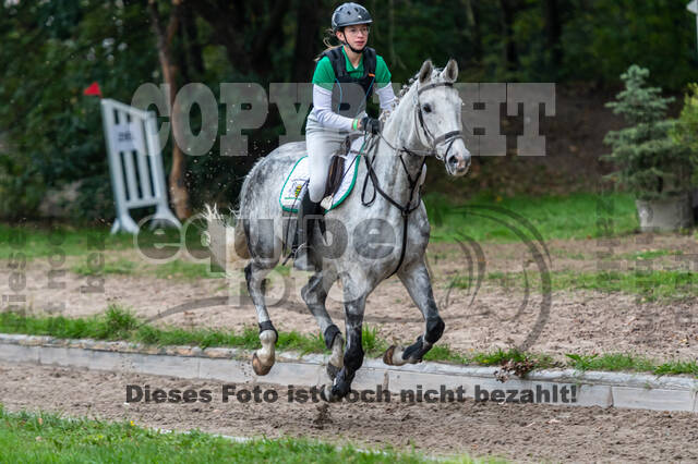 Goldene Schärpe 2020 - Pferde