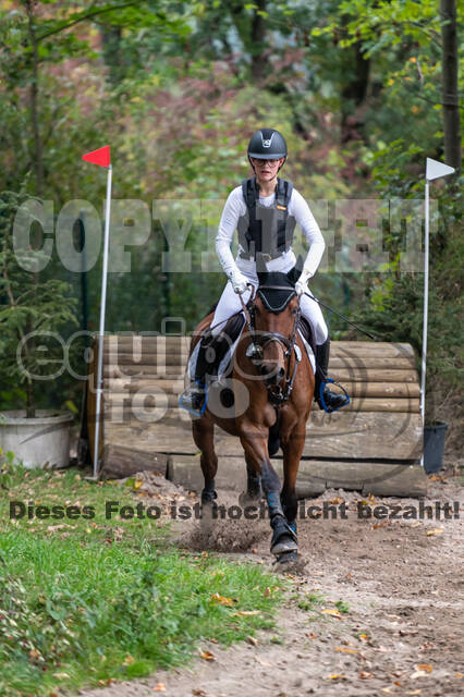 Goldene Schärpe 2020 - Pferde