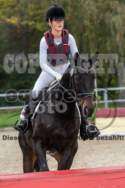 Goldene Schärpe 2020 - Pferde