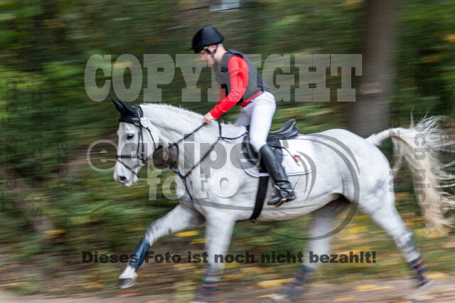 Goldene Schärpe 2020 - Pferde