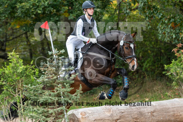 Goldene Schärpe 2020 - Pferde