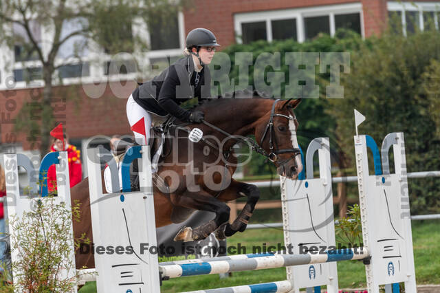 Goldene Schärpe 2020 - Pferde