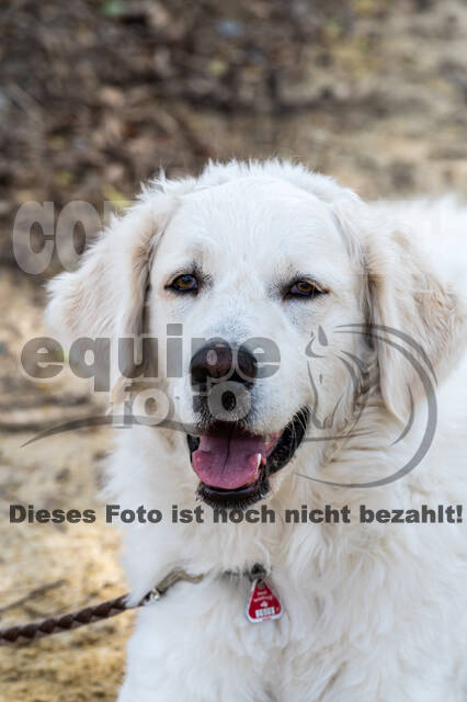 Hunter Geländetraining 10.07.2021 (Sonsbeck)