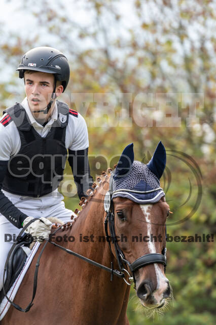 Goldene Schärpe 2020 - Pferde