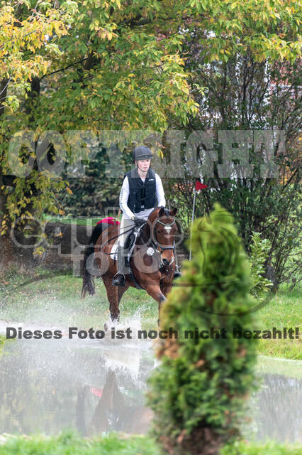 Goldene Schärpe 2020 - Pferde